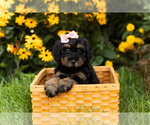 Small Photo #1 Miniature Bernedoodle-Poodle (Miniature) Mix Puppy For Sale in TOPEKA, IN, USA