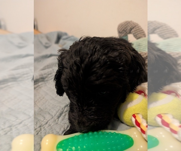 Medium Photo #7 Goldendoodle Puppy For Sale in ASHFORD, WA, USA