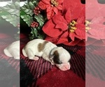 Puppy 4 Mal-Shi