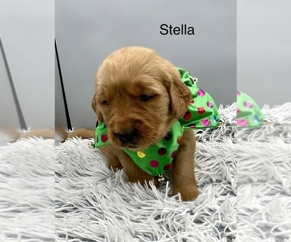 Medium Photo #7 Golden Retriever Puppy For Sale in FREDERICKSBG, OH, USA