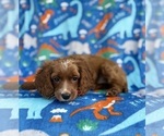 Small #8 Cavapoo (Miniature)