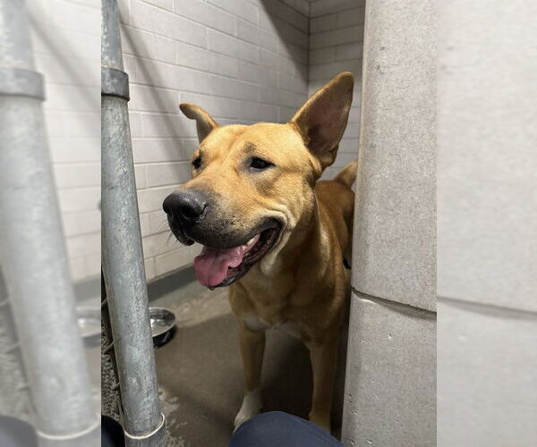 Medium Photo #1 German Shepherd Dog Puppy For Sale in Stockton, CA, USA