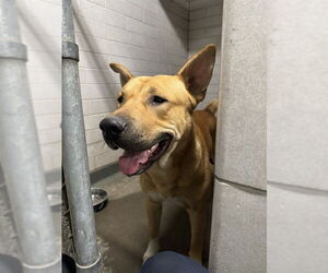 German Shepherd Dog Dogs for adoption in Stockton, CA, USA