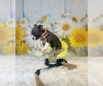 Small #5 Boston Terrier