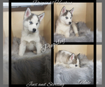 Small Photo #45 Siberian Husky Puppy For Sale in BLOOMFIELD, IN, USA