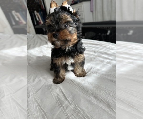 Medium Photo #12 Yorkshire Terrier Puppy For Sale in WEST HARTFORD, CT, USA