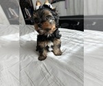 Small #11 Yorkshire Terrier