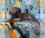 Small Photo #12 Cane Corso Puppy For Sale in OKLAHOMA CITY, OK, USA