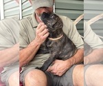 Small Photo #26 Rotticorso Puppy For Sale in REEVESVILLE, SC, USA