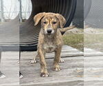 Small #13 Labrador Retriever-Plott Hound Mix