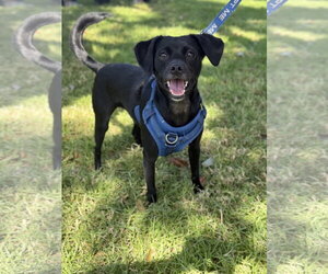 Baxter - Male Chihuahua-Colonial Cocker Spaniel Mix Dog for Adoption - Photo #4