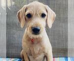 Small #1 Colonial Cocker Spaniel Mix