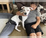 Small #1 American Staffordshire Terrier Mix