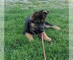 Small Photo #2 German Shepherd Dog Puppy For Sale in MONTEZUMA, IA, USA
