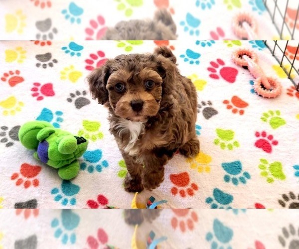 Medium Photo #9 Poovanese Puppy For Sale in ORO VALLEY, AZ, USA