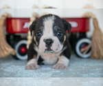 Small Photo #16 Victorian Bulldog Puppy For Sale in MILLERSBURG, IN, USA