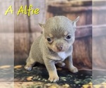 Image preview for Ad Listing. Nickname: Alfie