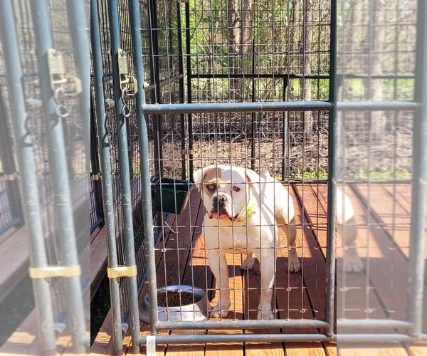 Medium Photo #1 Olde English Bulldogge Puppy For Sale in RIPLEY, TN, USA