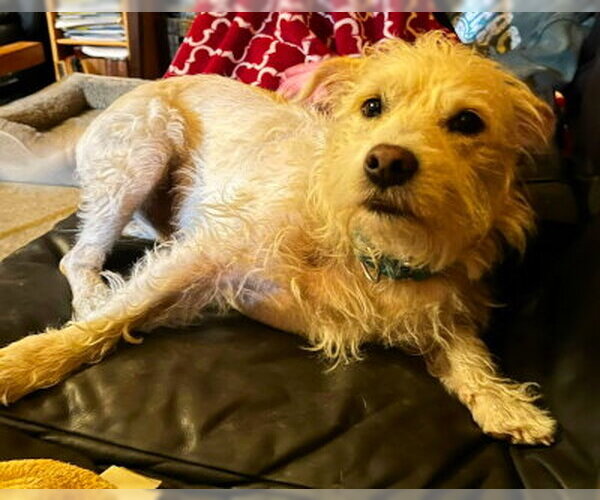 Medium Photo #4 Cairn Terrier-Unknown Mix Puppy For Sale in Ventura, CA, USA