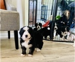 Small Photo #9 Bernedoodle Puppy For Sale in FLEMING ISLAND, FL, USA