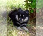 Small Photo #8 Pomeranian Puppy For Sale in DINWIDDIE, VA, USA