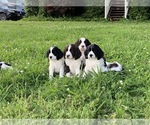 Small Photo #4 English Springer Spaniel Puppy For Sale in MERIDIANVILLE, AL, USA