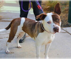 American Pit Bull Terrier-Unknown Mix Dogs for adoption in Martinez, CA, USA