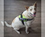 Small #4 German Shepherd Dog-Huskies  Mix