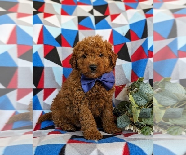 Medium Photo #3 Goldendoodle (Miniature) Puppy For Sale in LINCOLN UNIVERSITY, PA, USA