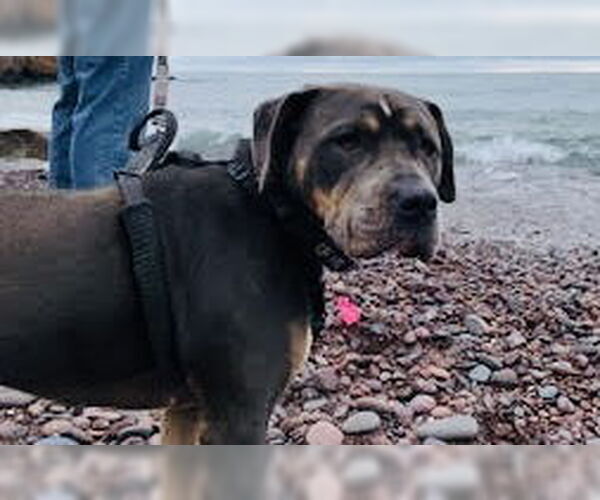 Medium Photo #4 Staffordshire Bull Terrier-Unknown Mix Puppy For Sale in Princeton, MN, USA