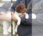 Small Photo #13 German Shorthaired Pointer-Poodle (Standard) Mix Puppy For Sale in WHITE POST, VA, USA