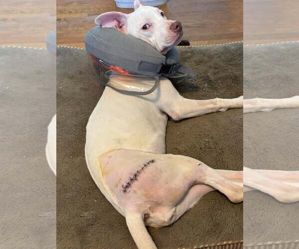 Medium Photo #9 Mutt Puppy For Sale in Rustburg, VA, USA