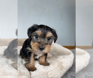 Medium Yorkshire Terrier