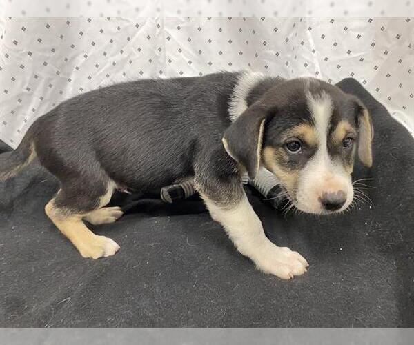 Medium Photo #1 Australian Shepherd-Unknown Mix Puppy For Sale in Modesto, CA, USA
