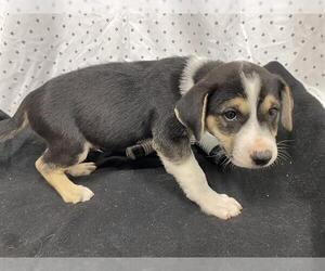 Australian Shepherd-Unknown Mix Dogs for adoption in Modesto, CA, USA