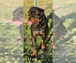 Small Photo #4 Rottweiler Puppy For Sale in RESEDA, CA, USA