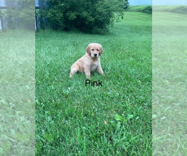 Medium Photo #5 Golden Retriever Puppy For Sale in COON VALLEY, WI, USA