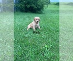 Small #4 Golden Retriever