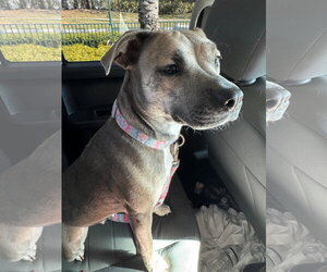 COURTESY POST: Qi'ra - Female Italian Greyhound-Labrador Retriever Mix Dog for Adoption - Photo #3