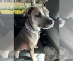 Small #2 Italian Greyhound-Labrador Retriever Mix