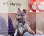 Small #6 Cairn Terrier