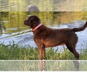Mother of the Chesapeake Bay Retriever puppies born on 09/07/2020
