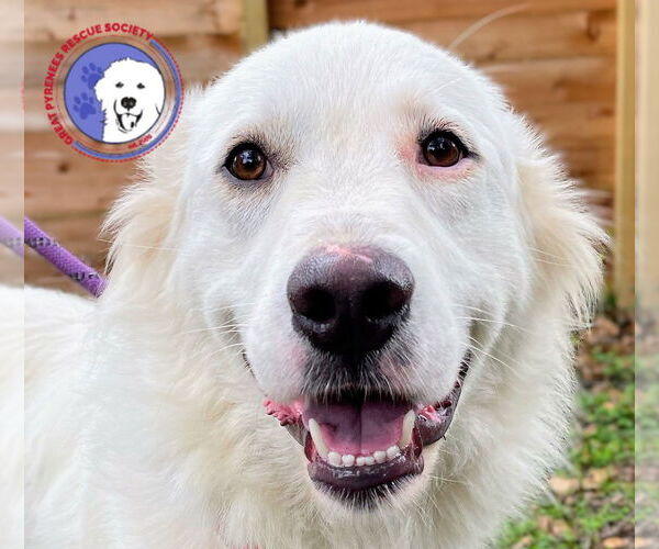 Medium Photo #1 Great Pyrenees Puppy For Sale in Spring, TX, USA