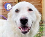 Small Great Pyrenees