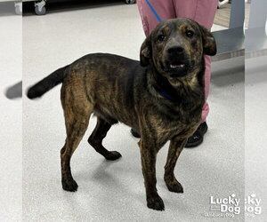 Ronald - Male Mutt Dog for Adoption - Photo #4