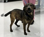 Small #3 Mutt