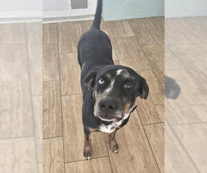 Catahoula Leopard Dog-Siberian Husky Mix Dogs for adoption in Ocala, FL, USA