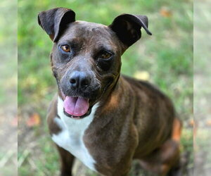 Indie - Female Boxer-Unknown Mix Dog for Adoption - Photo #4