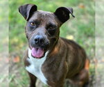 Small Photo #4 Boxer-Unknown Mix Puppy For Sale in Anniston, AL, USA