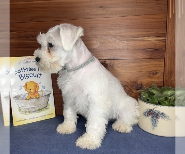 Medium Photo #14 Schnauzer (Miniature) Puppy For Sale in BIG CABIN, OK, USA